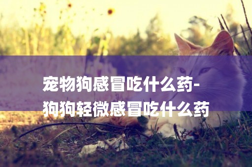 寵物狗感冒吃什么藥-
狗狗輕微感冒吃什么藥