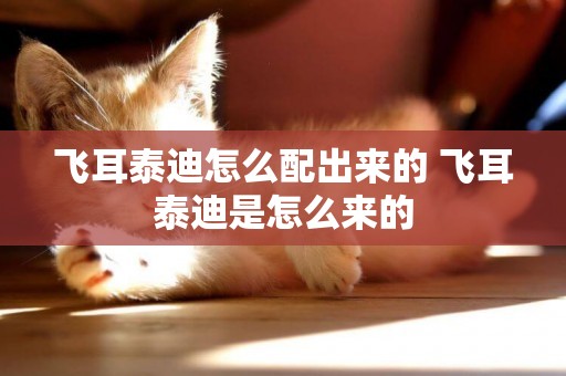 飛耳泰迪怎么配出來的 飛耳泰迪是怎么來的