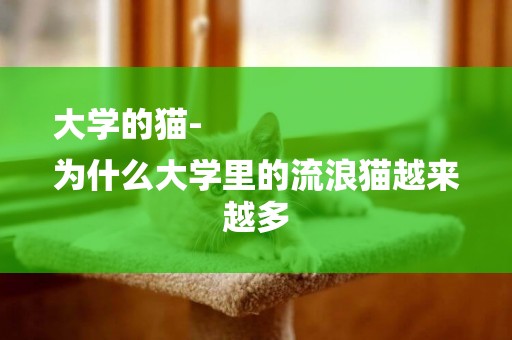 大學的貓-
為什么大學里的流浪貓越來越多