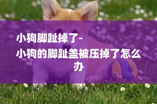小狗腳趾掉了-
小狗的腳趾蓋被壓掉了怎么辦