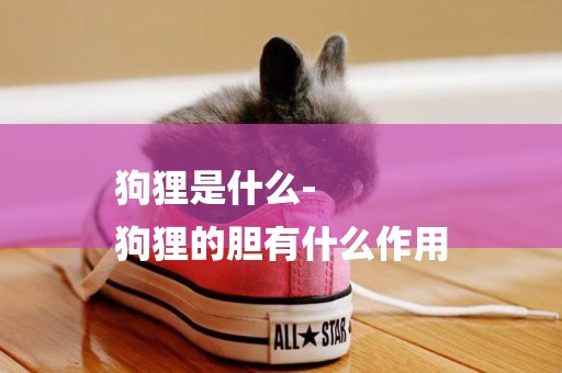 狗貍是什么-
狗貍的膽有什么作用