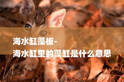 海水缸藻板-
海水缸里的藻缸是什么意思