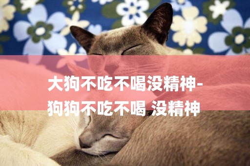 大狗不吃不喝沒精神-
狗狗不吃不喝 沒精神