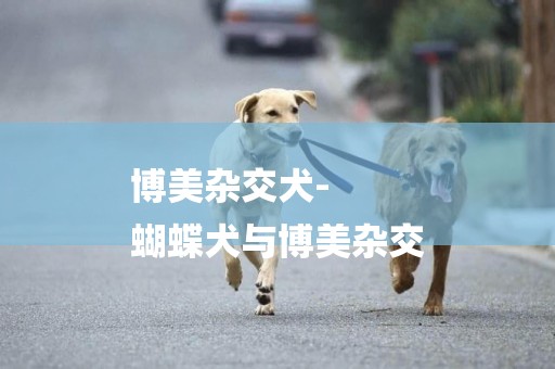 博美雜交犬-
蝴蝶犬與博美雜交
