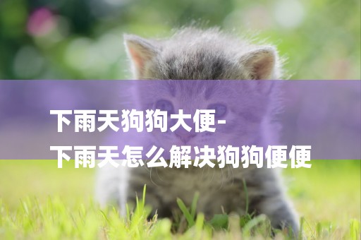 下雨天狗狗大便-
下雨天怎么解決狗狗便便