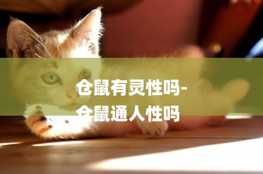 倉鼠有靈性嗎-
倉鼠通人性嗎