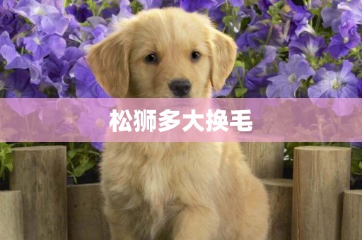 松獅多大換毛