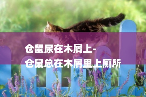 倉鼠尿在木屑上-
倉鼠總在木屑里上廁所
