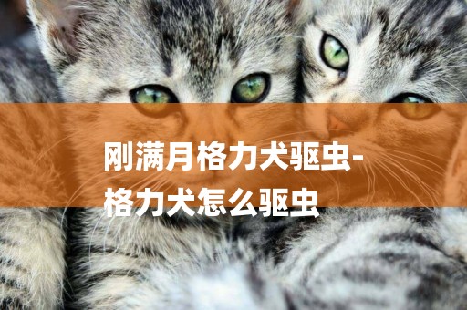 剛滿月格力犬驅蟲-
格力犬怎么驅蟲