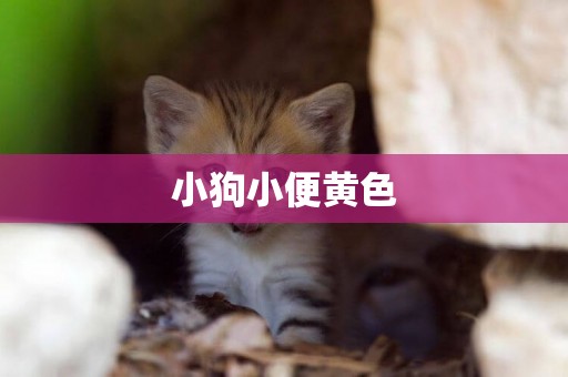 小狗小便黃色