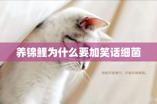 養錦鯉為什么要加笑話細菌