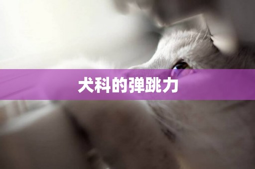 犬科的彈跳力