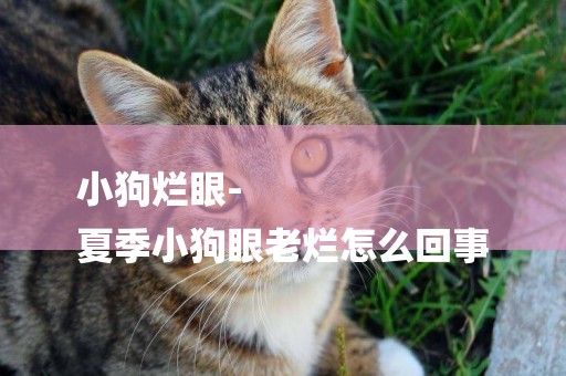 小狗爛眼-
夏季小狗眼老爛怎么回事