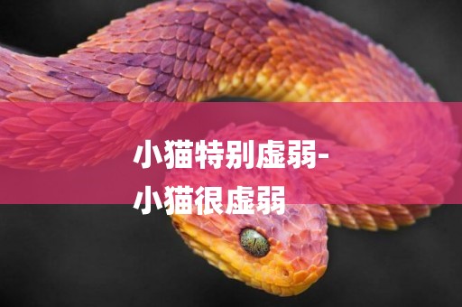 小貓特別虛弱-
小貓很虛弱