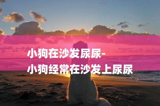 小狗在沙發尿尿-
小狗經常在沙發上尿尿