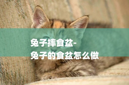 兔子摔食盆-
兔子的食盆怎么做