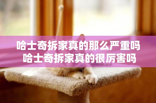 哈士奇拆家真的那么嚴重嗎 哈士奇拆家真的很厲害嗎