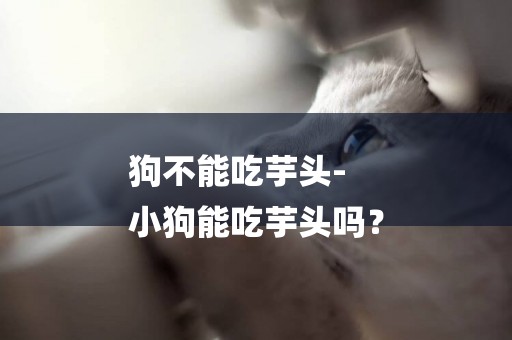 狗不能吃芋頭-
小狗能吃芋頭嗎？