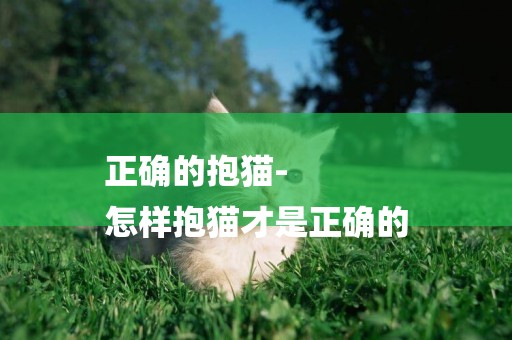 正確的抱貓-
怎樣抱貓才是正確的