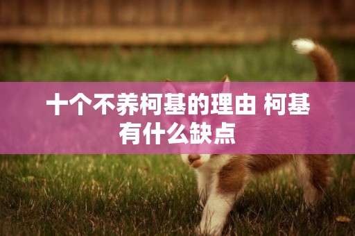 十個不養柯基的理由 柯基有什么缺點