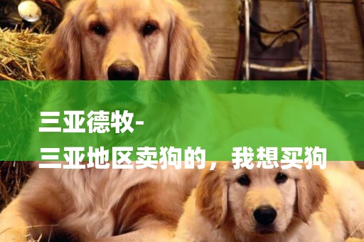 三亞德牧-
三亞地區賣狗的，我想買狗