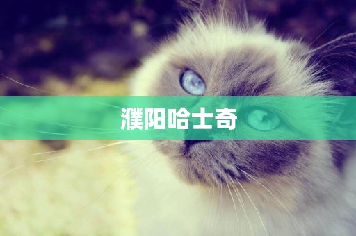 濮陽哈士奇
