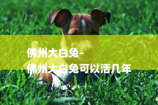 佛州大白兔-
佛州大白兔可以活幾年