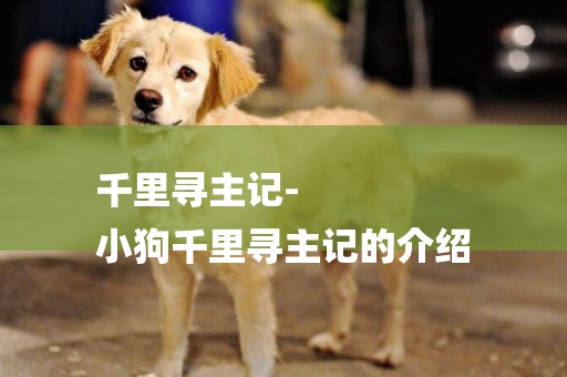 千里尋主記-
小狗千里尋主記的介紹