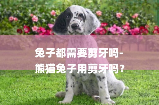 兔子都需要剪牙嗎-
熊貓兔子用剪牙嗎？