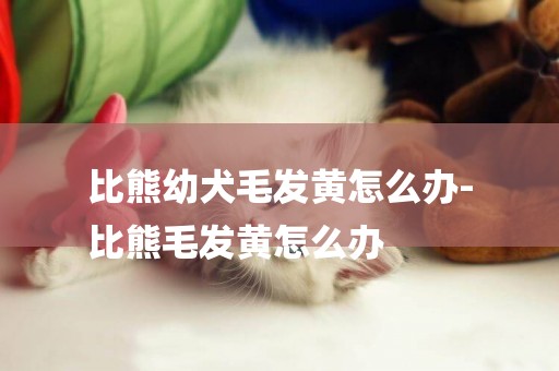 比熊幼犬毛發黃怎么辦-
比熊毛發黃怎么辦