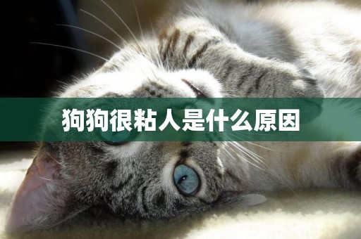 狗狗很粘人是什么原因
