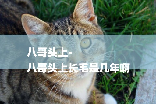 八哥頭上-
八哥頭上長毛是幾年啊