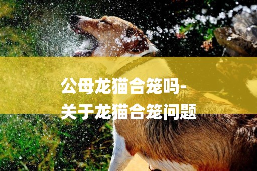 公母龍貓合籠嗎-
關于龍貓合籠問題