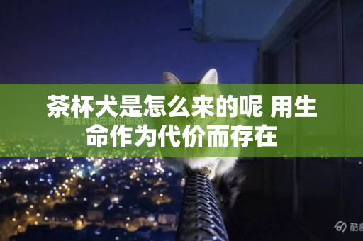 茶杯犬是怎么來的呢 用生命作為代價而存在