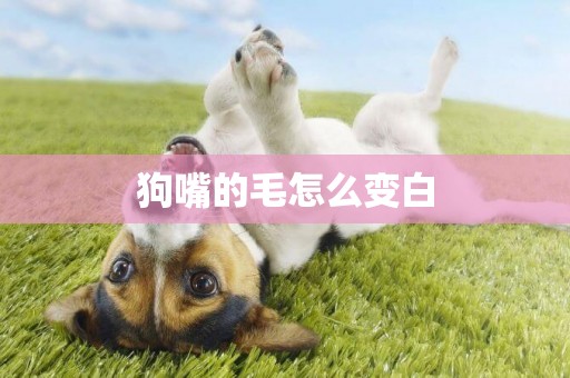 狗嘴的毛怎么變白