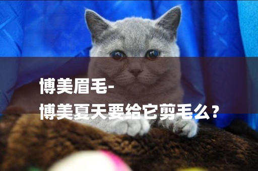 博美眉毛-
博美夏天要給它剪毛么？