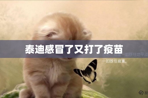 泰迪感冒了又打了疫苗
