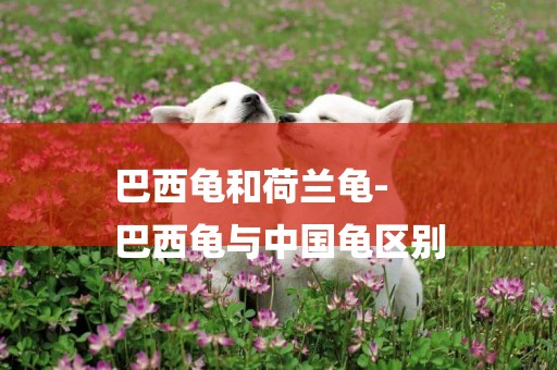 巴西龜和荷蘭龜-
巴西龜與中國龜區別