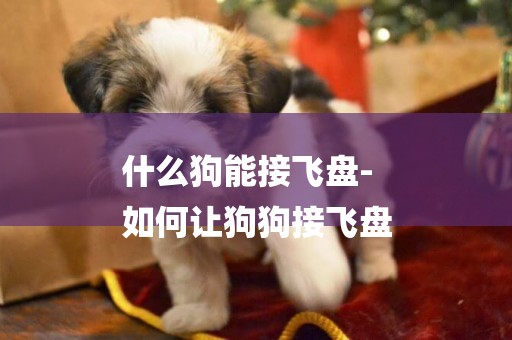 什么狗能接飛盤-
如何讓狗狗接飛盤