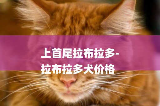 上首尾拉布拉多-
拉布拉多犬價格