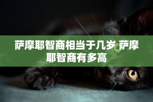 薩摩耶智商相當于幾歲 薩摩耶智商有多高
