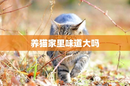 養貓家里味道大嗎