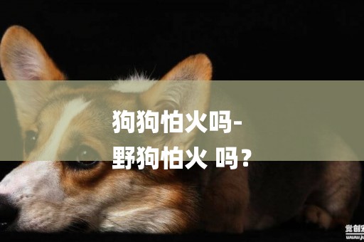 狗狗怕火嗎-
野狗怕火 嗎？