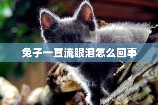 兔子一直流眼淚怎么回事