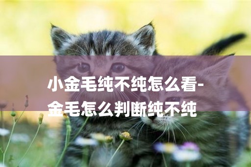 小金毛純不純怎么看-
金毛怎么判斷純不純