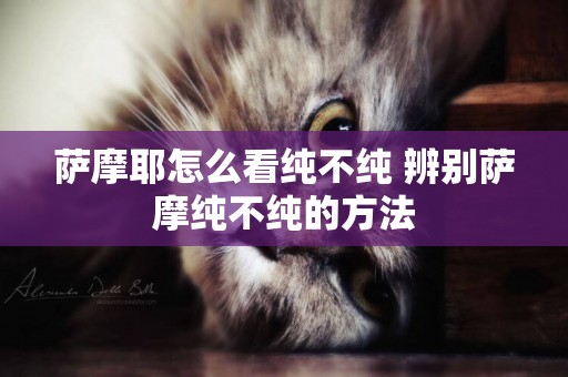薩摩耶怎么看純不純 辨別薩摩純不純的方法