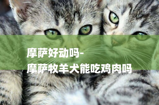 摩薩好動嗎-
摩薩牧羊犬能吃雞肉嗎
