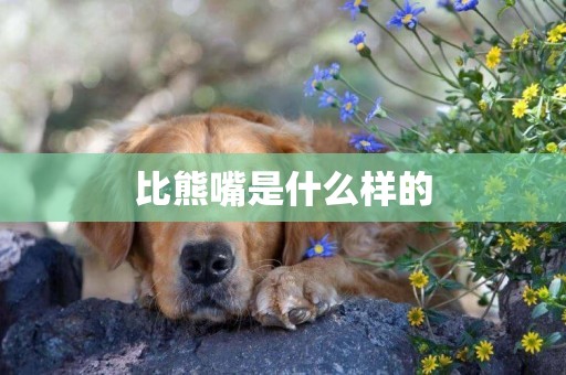 比熊嘴是什么樣的