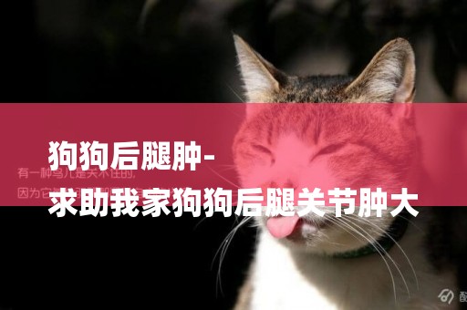 狗狗后腿腫-
求助我家狗狗后腿關節腫大