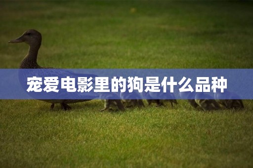 寵愛電影里的狗是什么品種